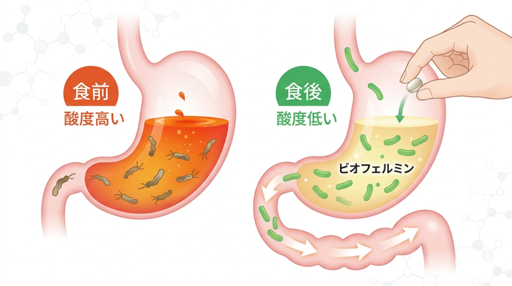 胃のイラストを用いた図解。食前の強い胃酸では乳酸菌が死滅しやすく、食後の弱まった胃酸ではビオフェルミンの菌が腸まで届く仕組みを解説。